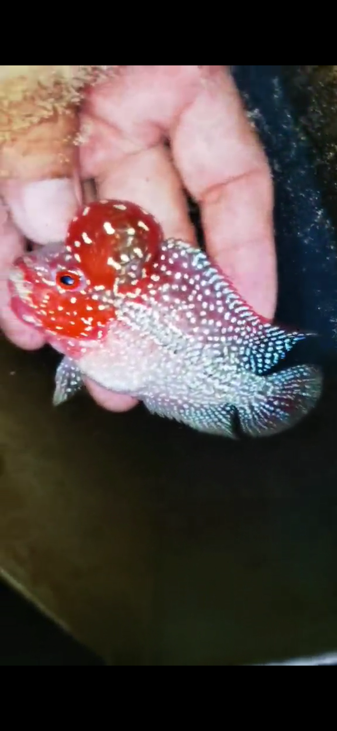 Super Red Dragon Flowerhorn ( Male ) #15