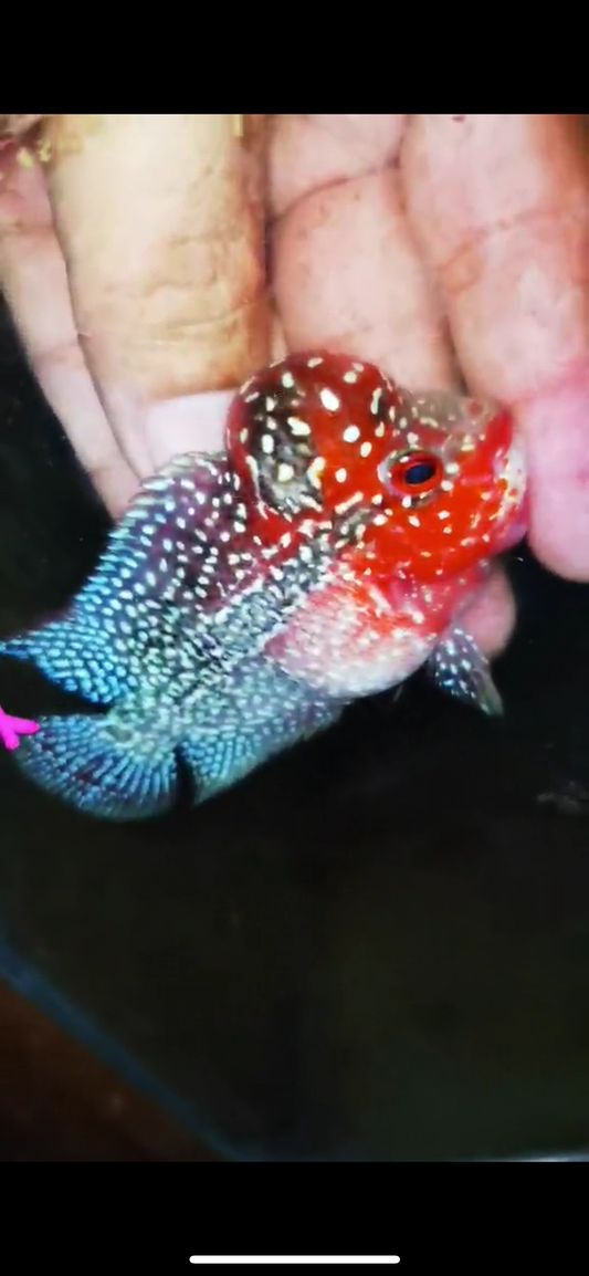 Super Red Dragon Flowerhorn ( Male ) #17
