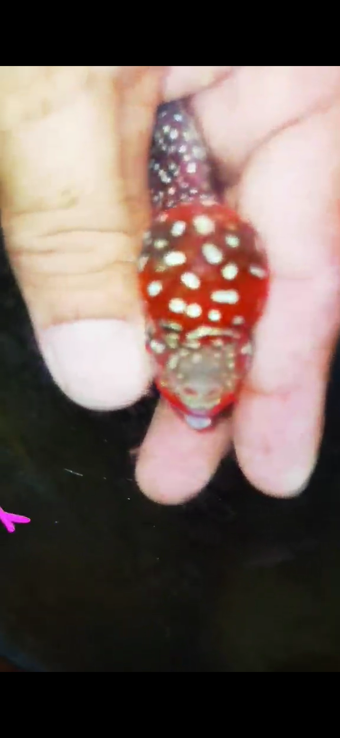 Super Red Dragon Flowerhorn ( Male ) #17