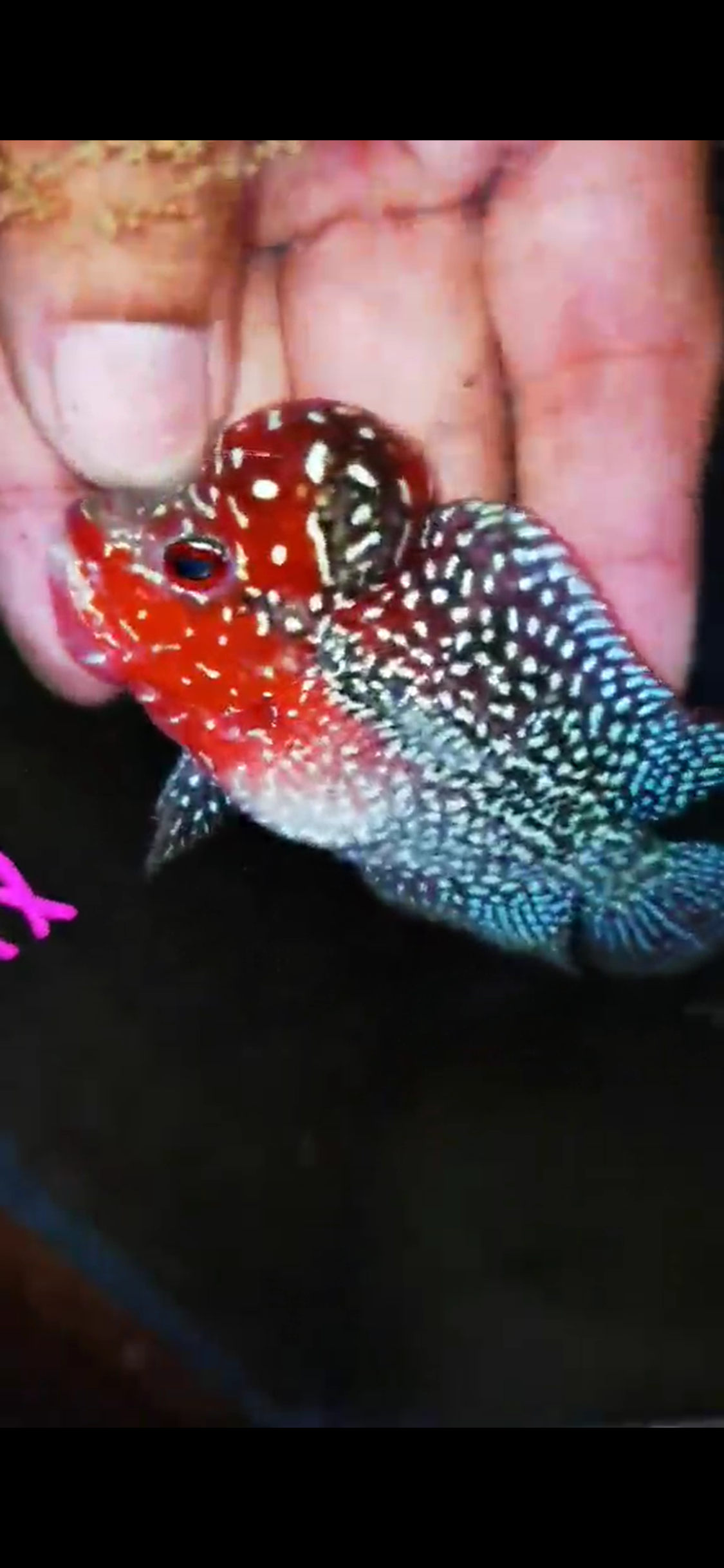 Super Red Dragon Flowerhorn ( Male ) #17