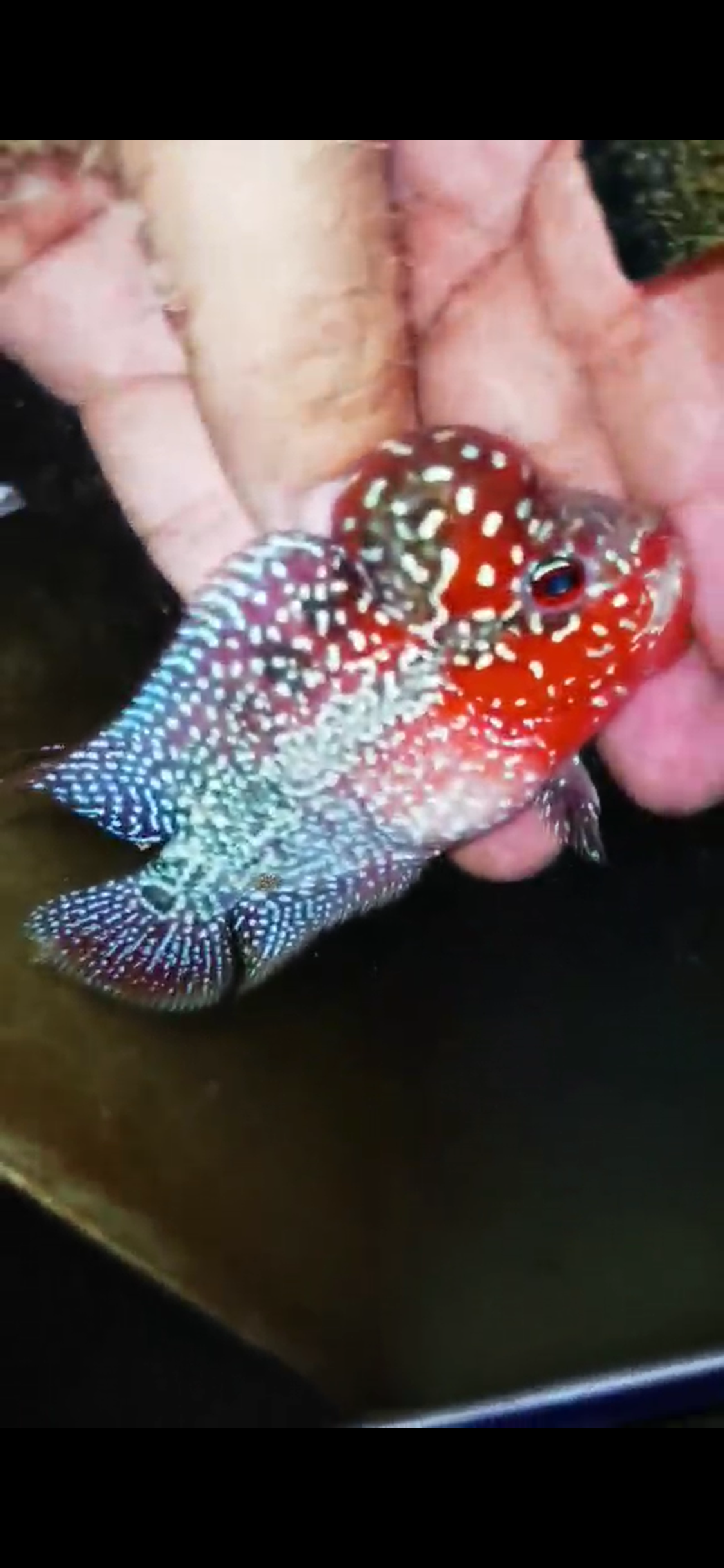 Super Red Dragon Flowerhorn ( Male ) #19