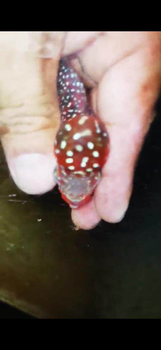 Super Red Dragon Flowerhorn ( Male ) #19