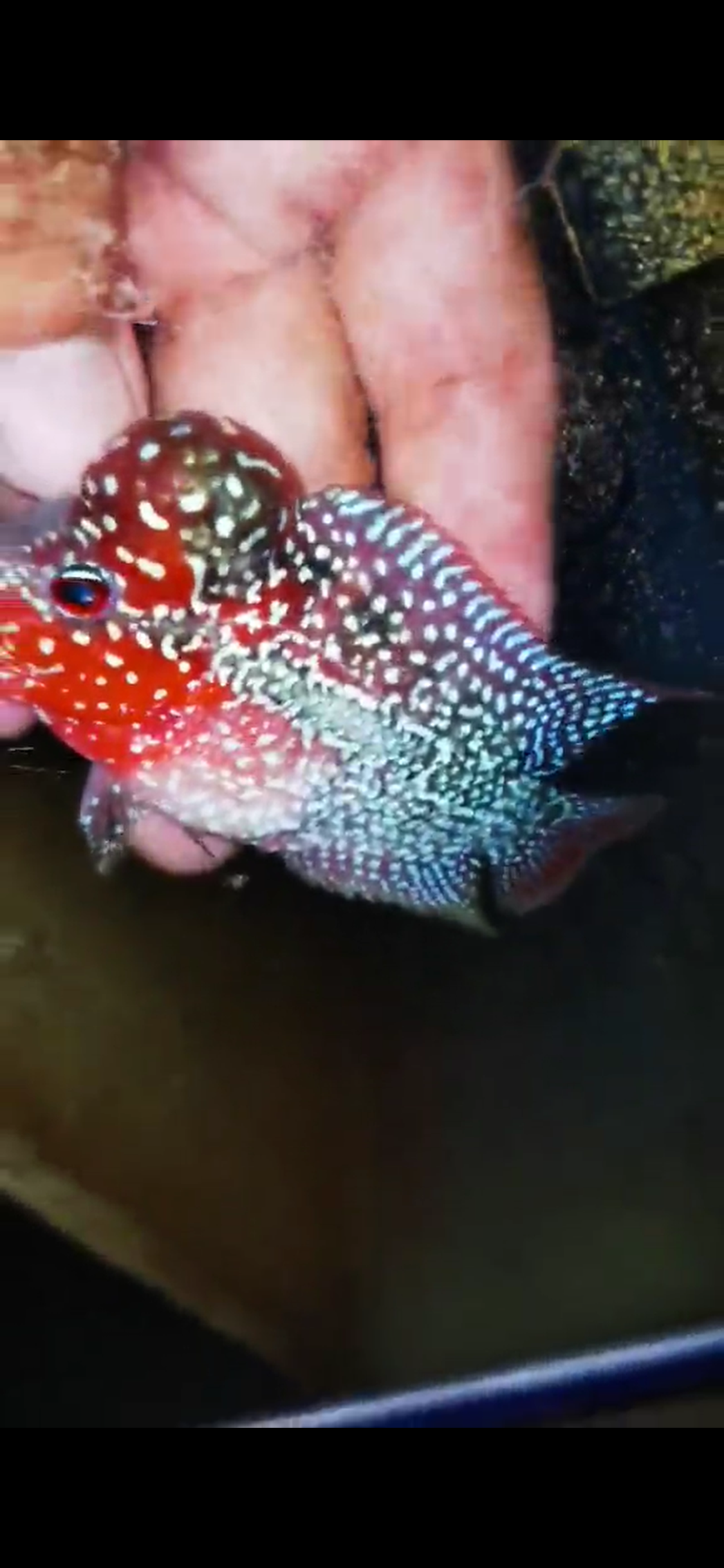 Super Red Dragon Flowerhorn ( Male ) #19