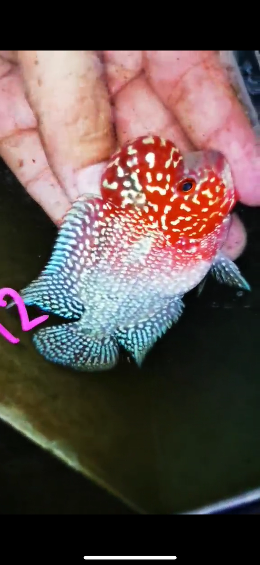 Super Red Dragon Flowerhorn ( Male ) #12