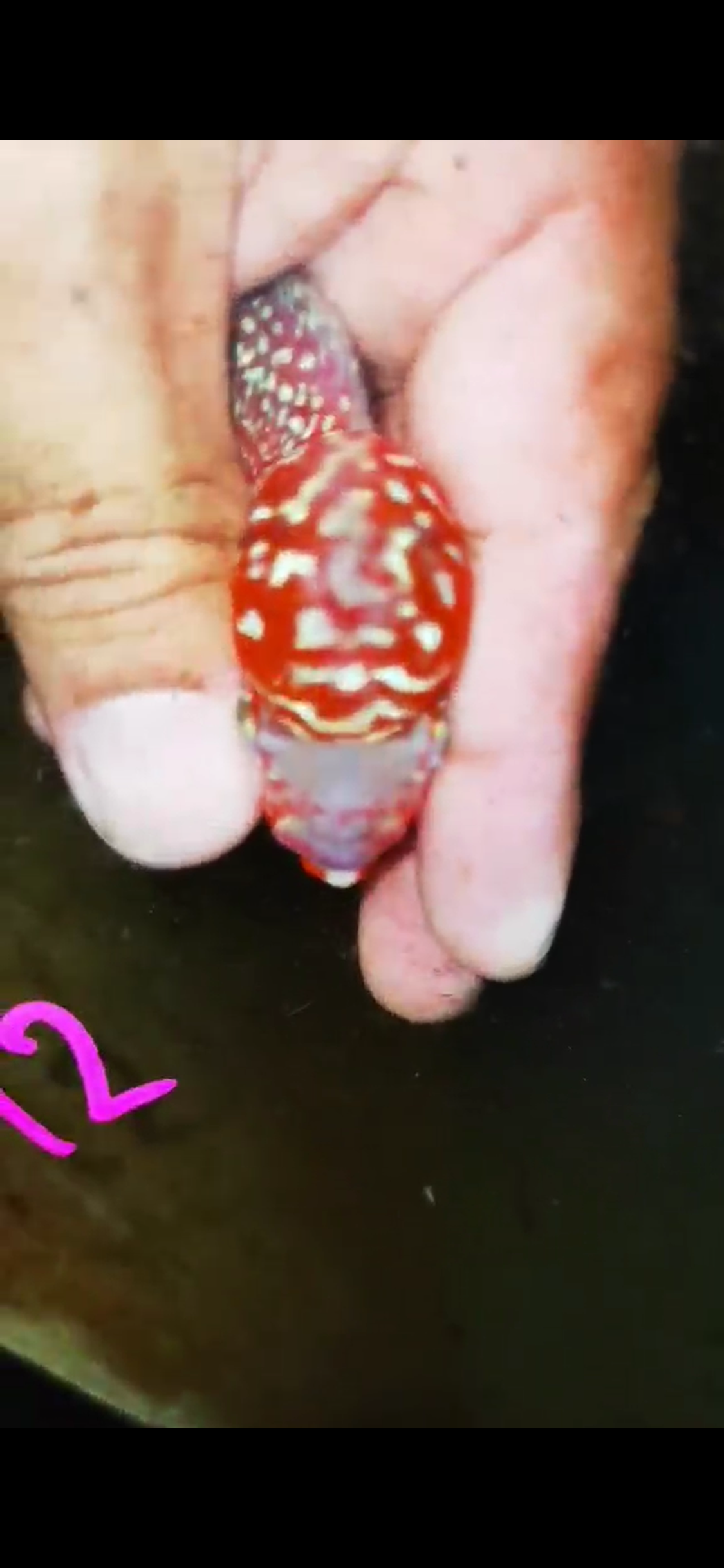 Super Red Dragon Flowerhorn ( Male ) #12