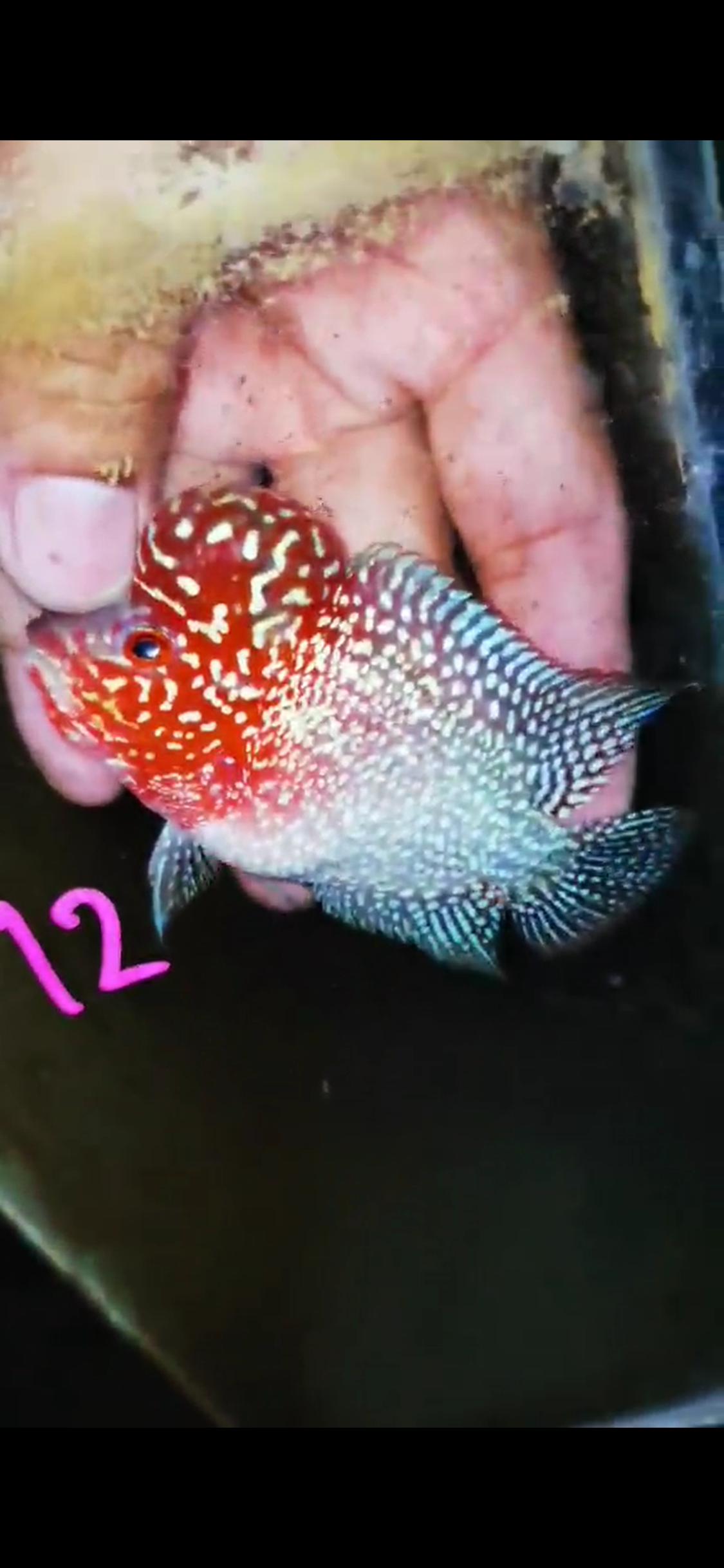 Super Red Dragon Flowerhorn ( Male ) #12