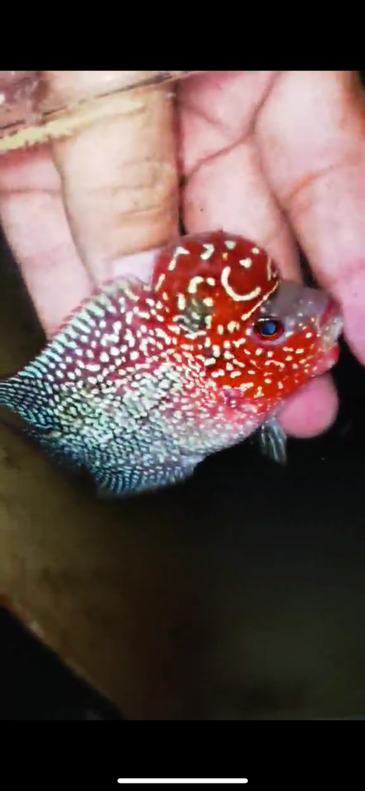 Super Red Dragon Flowerhorn ( Male ) #38
