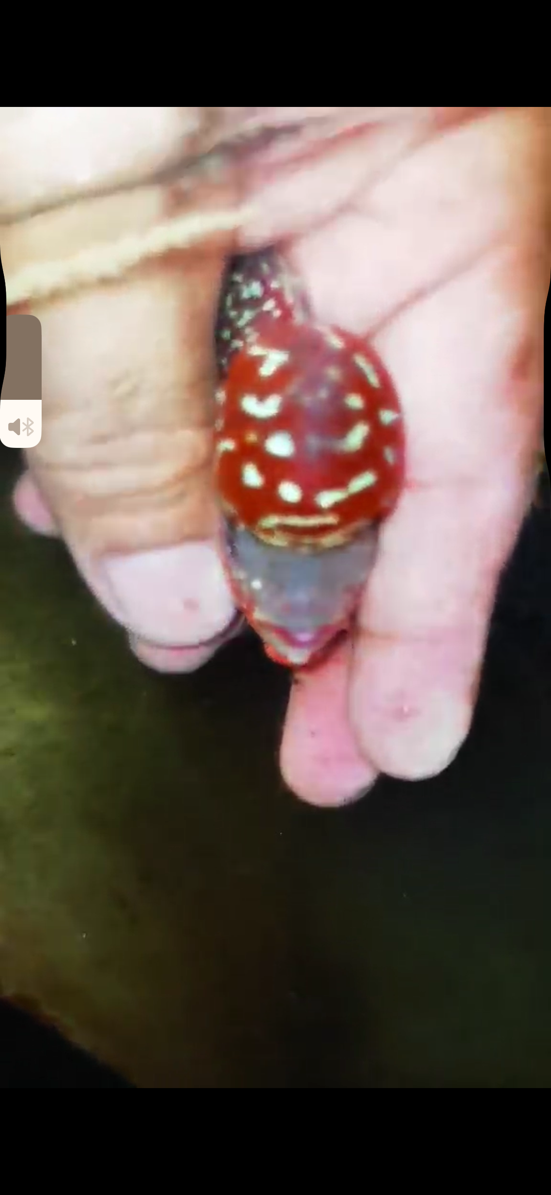 Super Red Dragon Flowerhorn ( Male ) #38