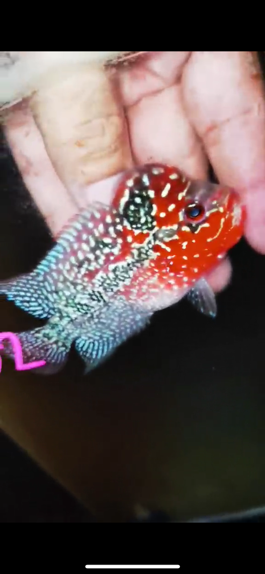 Super Red Dragon Flowerhorn ( Male ) #32