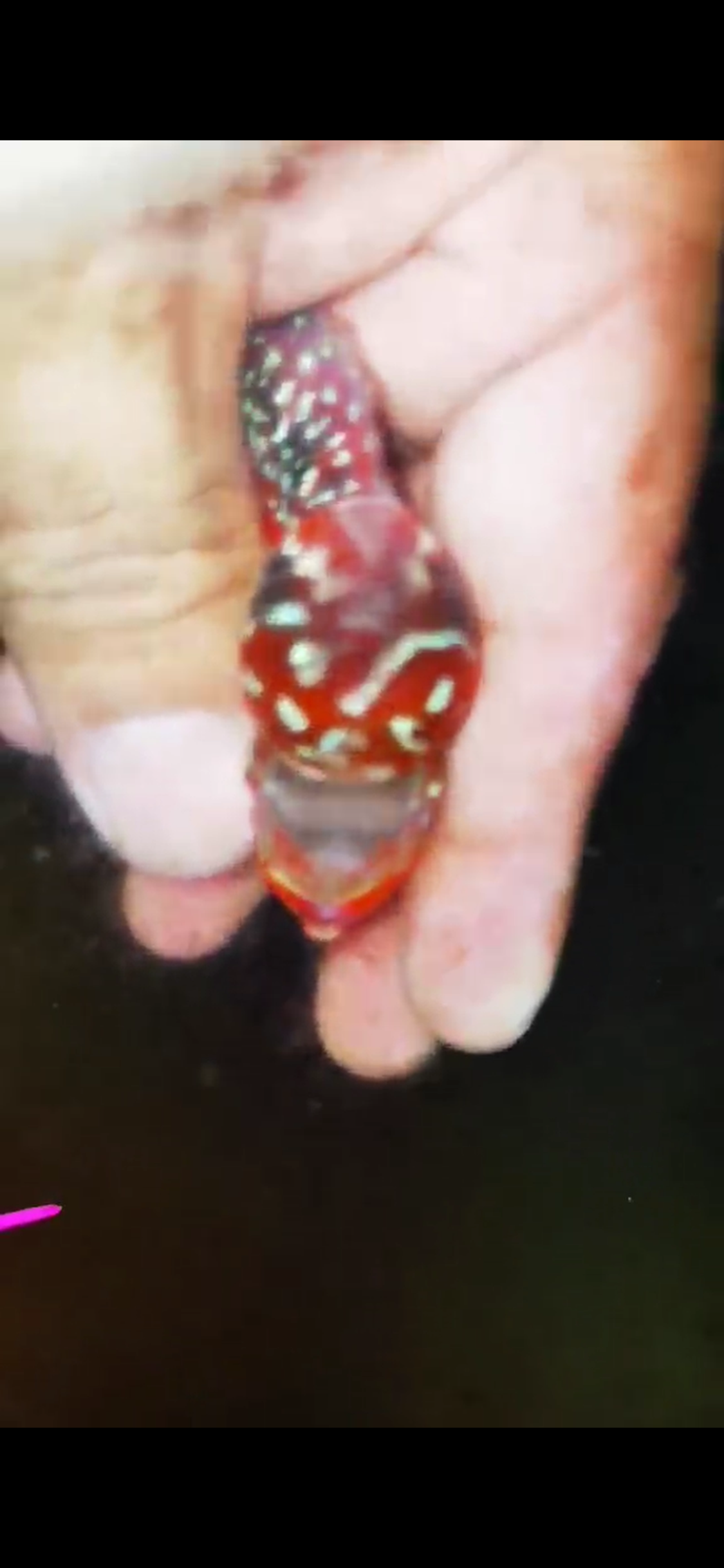 Super Red Dragon Flowerhorn ( Male ) #32
