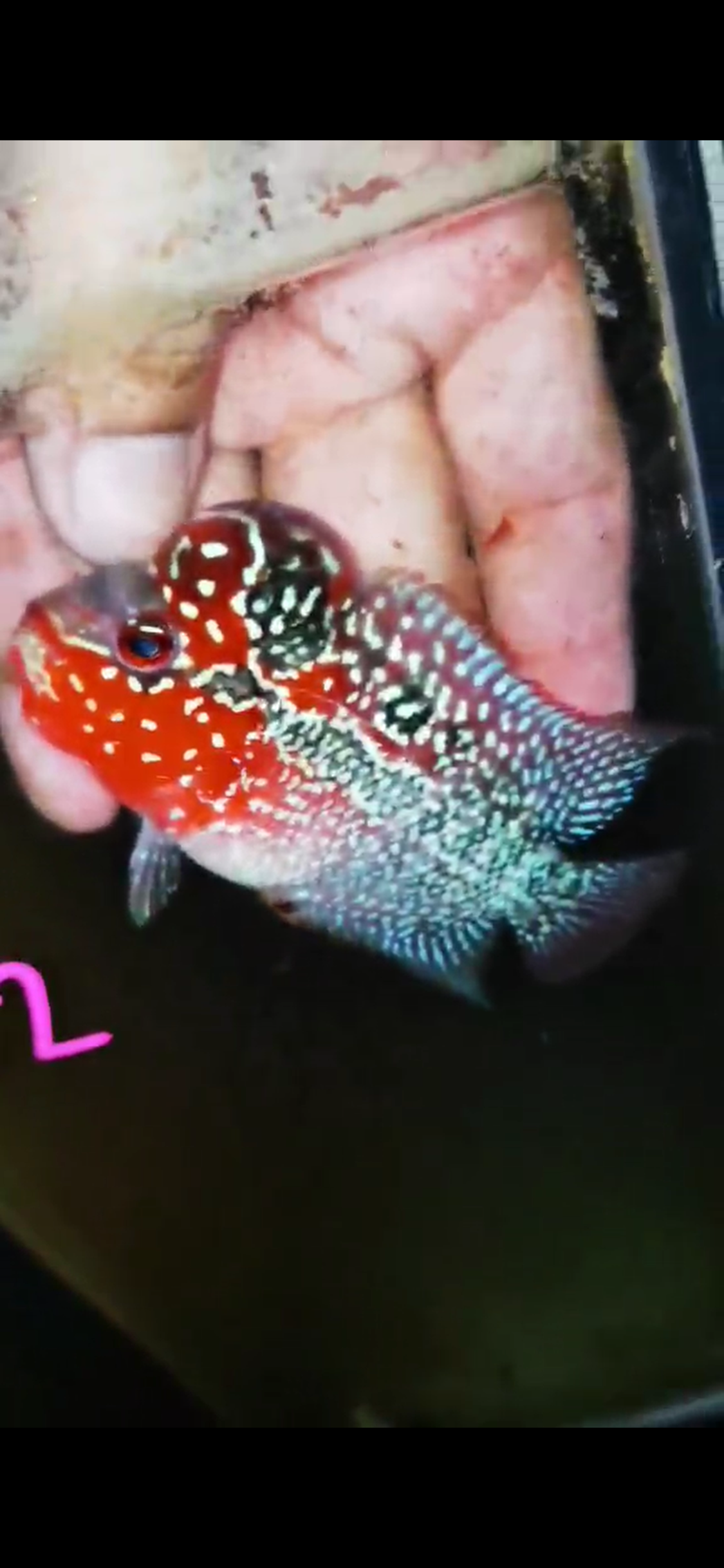 Super Red Dragon Flowerhorn ( Male ) #32