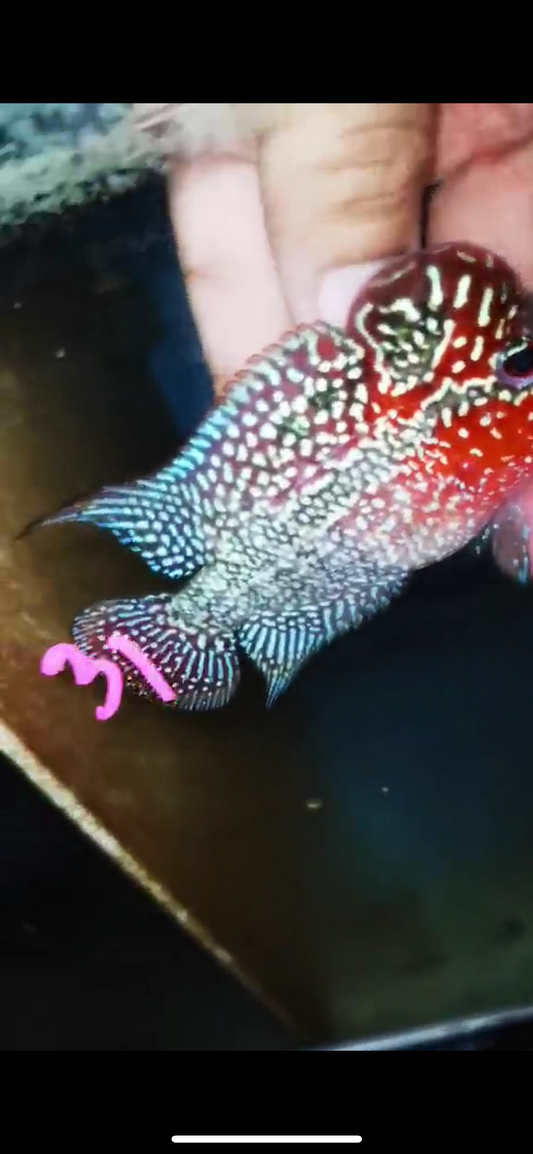 Super Red Dragon Flowerhorn ( Male ) #31