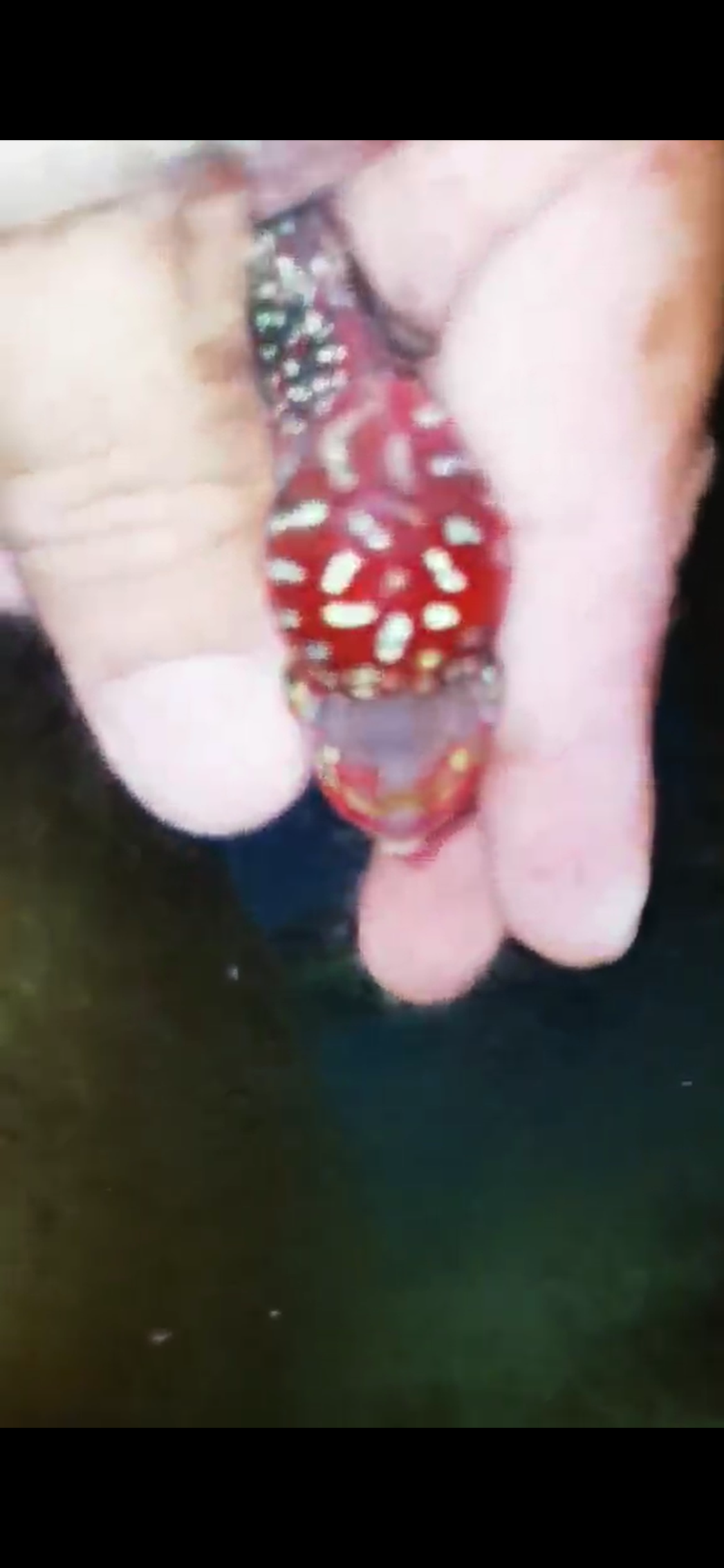 Super Red Dragon Flowerhorn ( Male ) #31