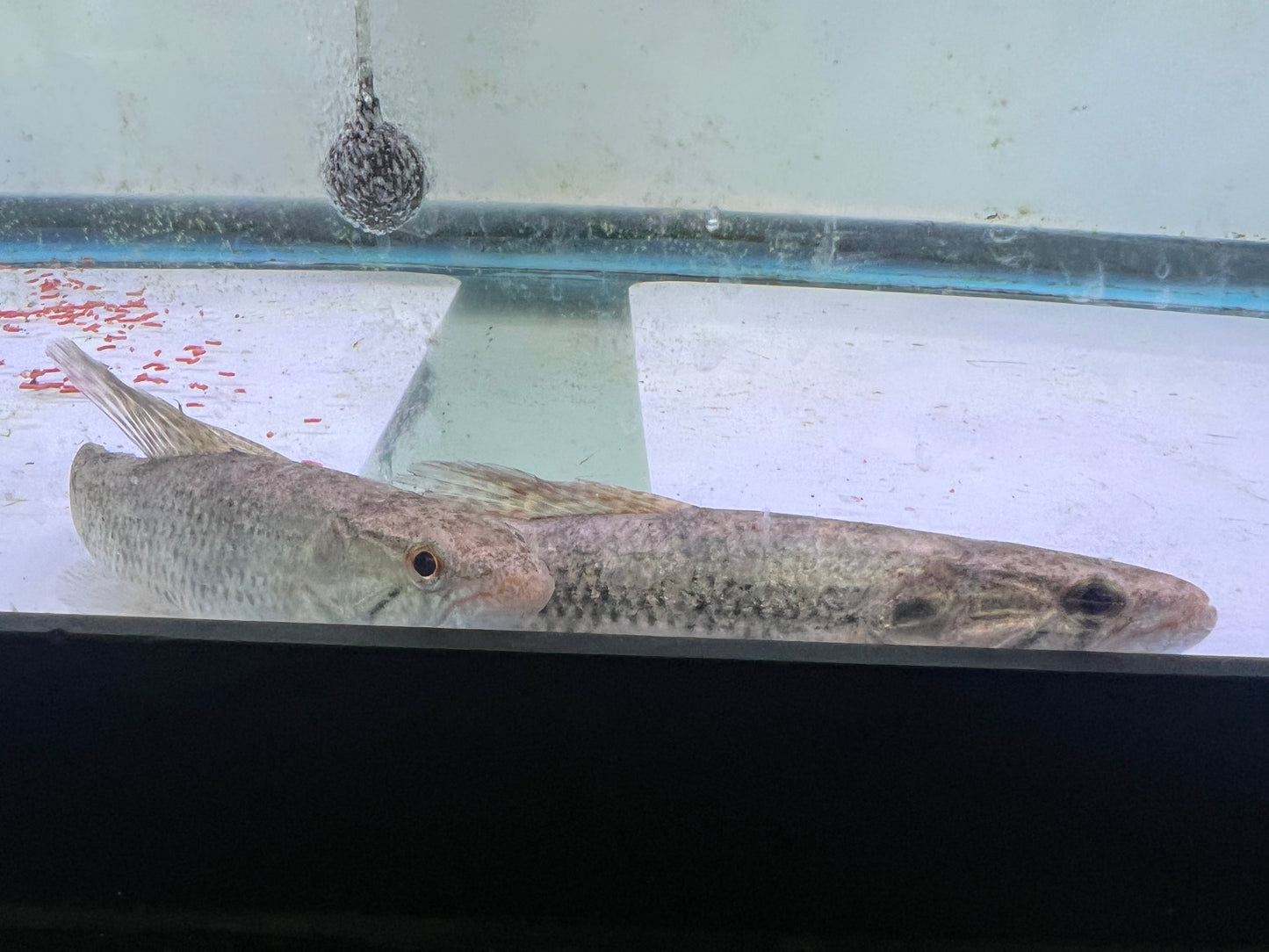 Gold Wolf Fish (Hoplerythrinus unitaeniatus) 5-6"