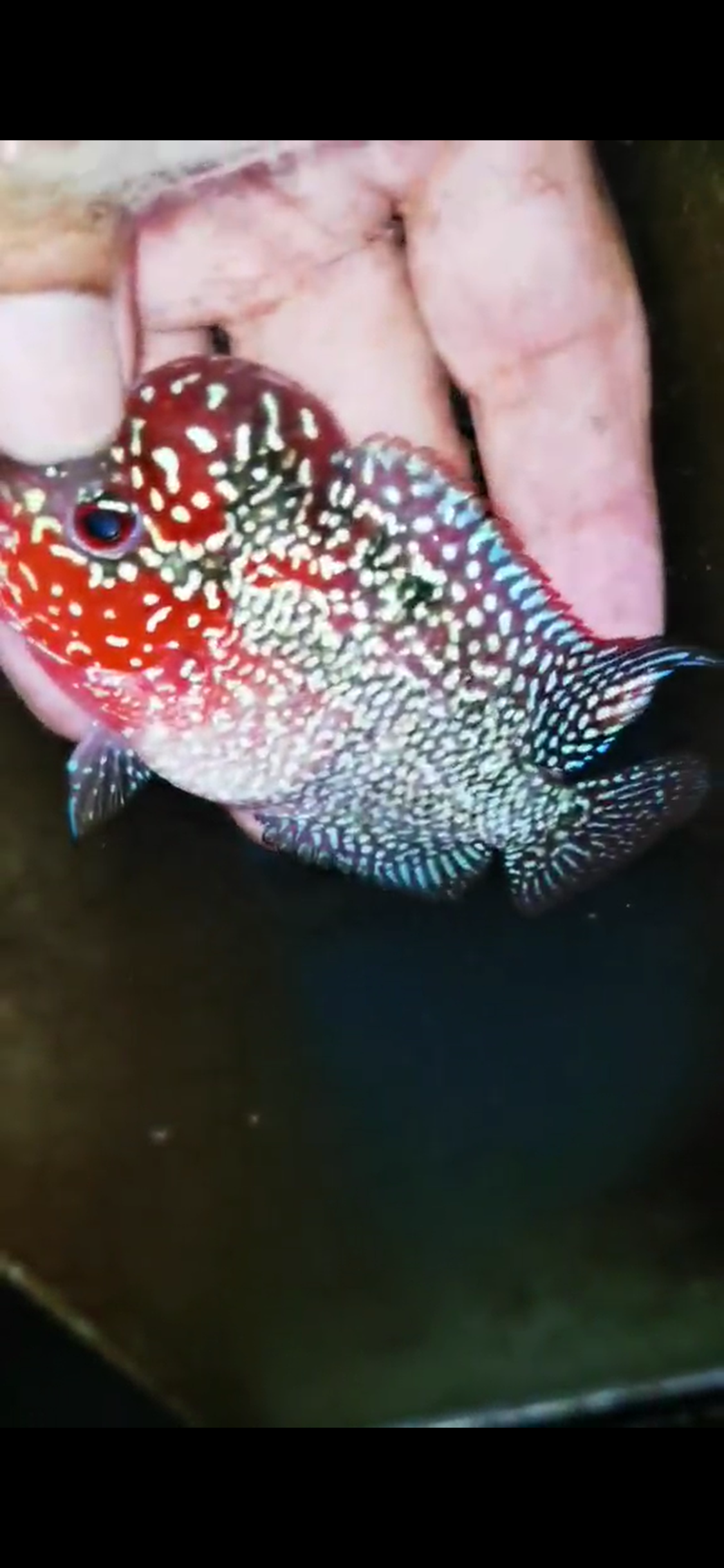 Super Red Dragon Flowerhorn ( Male ) #31