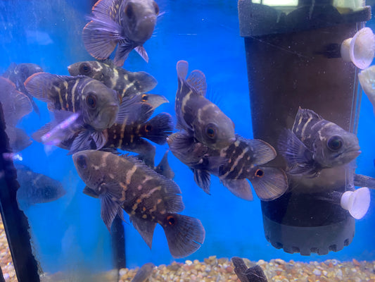 Bumblebee Oscars 5-6"