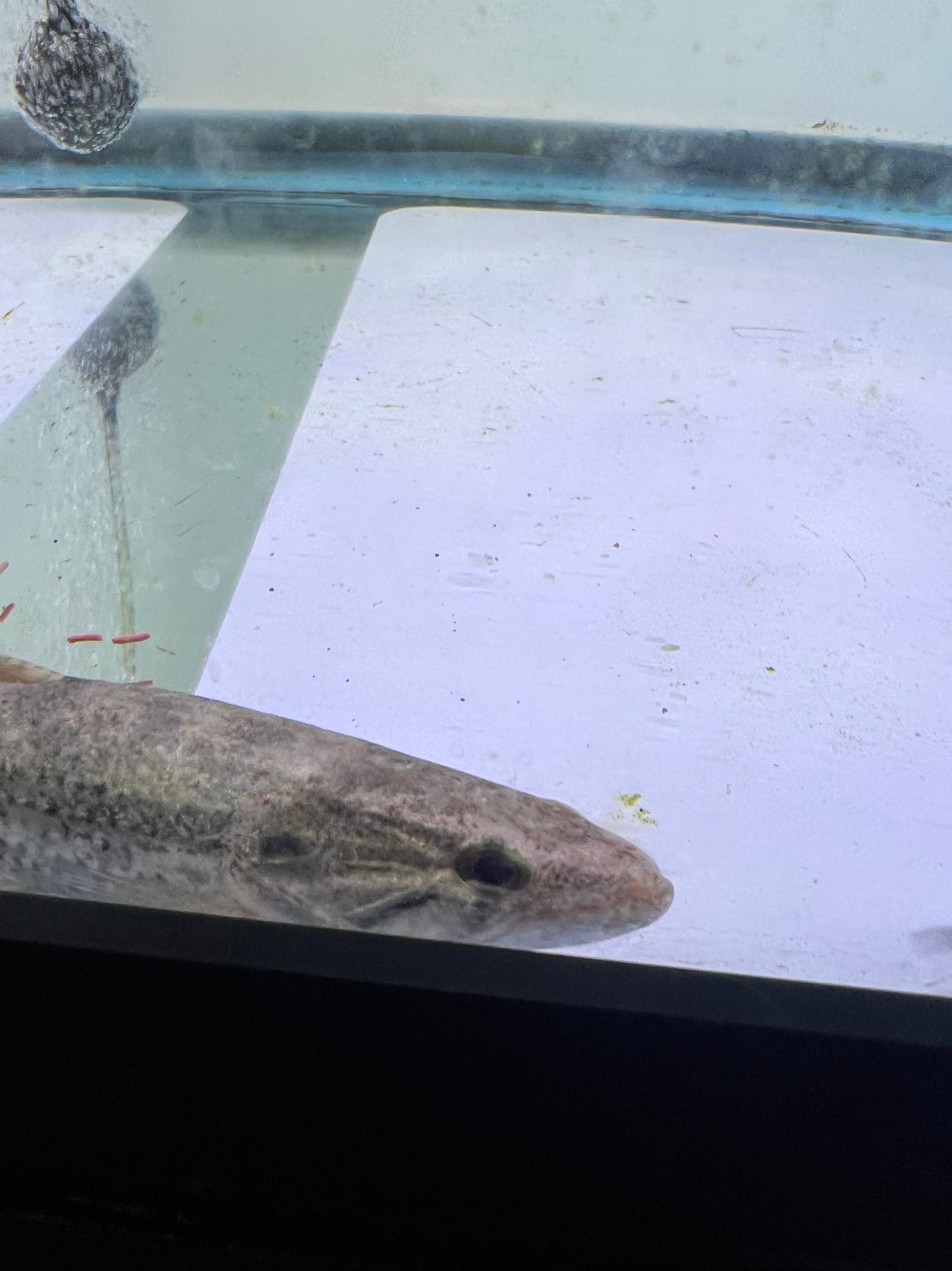 Gold Wolf Fish (Hoplerythrinus unitaeniatus) 5-6"