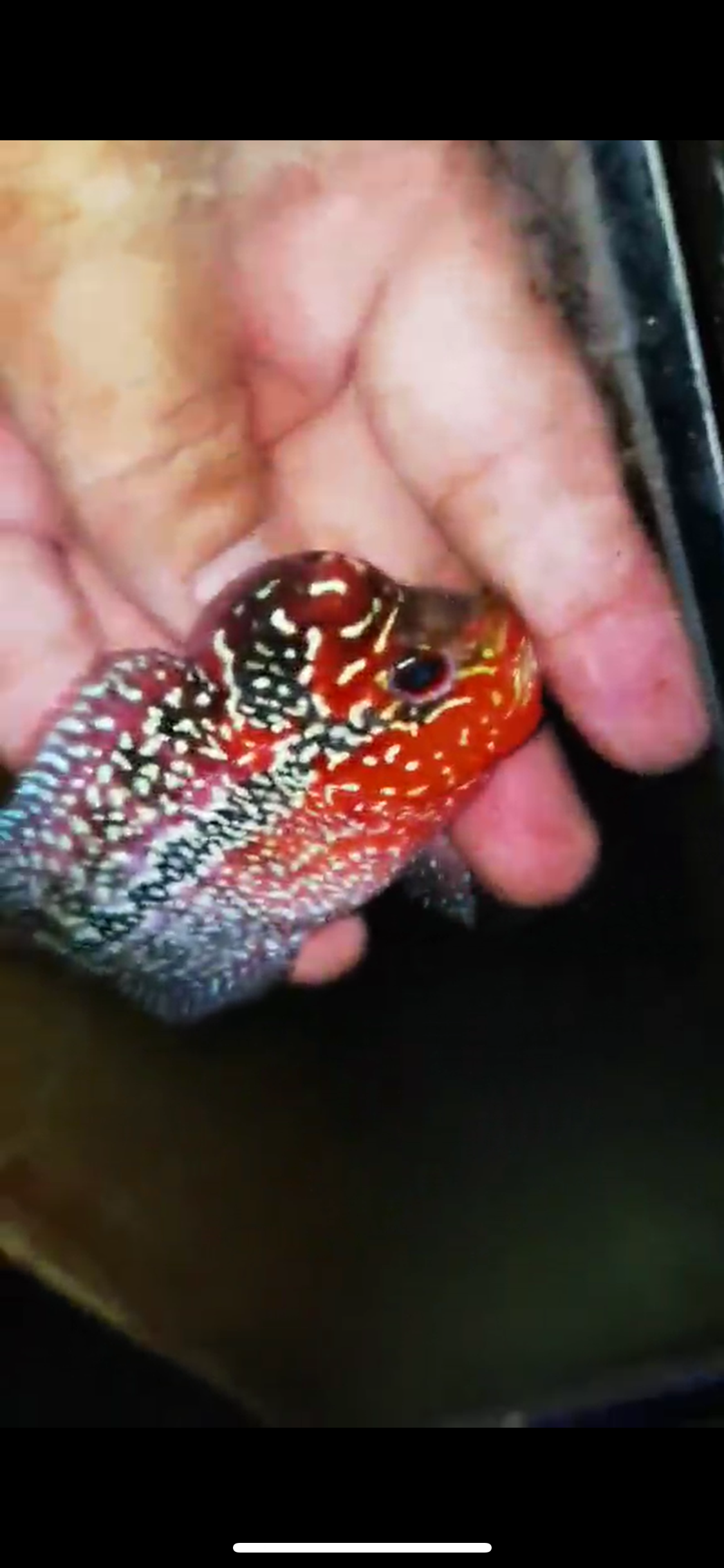 Super Red Dragon Flowerhorn ( Male ) #44