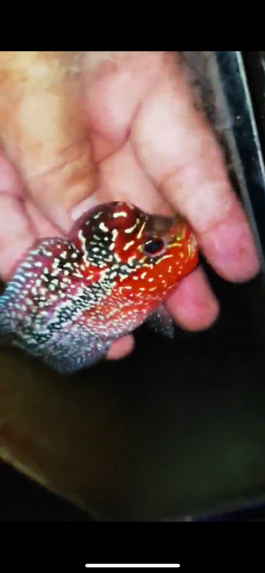 Super Red Dragon Flowerhorn ( Male ) #44