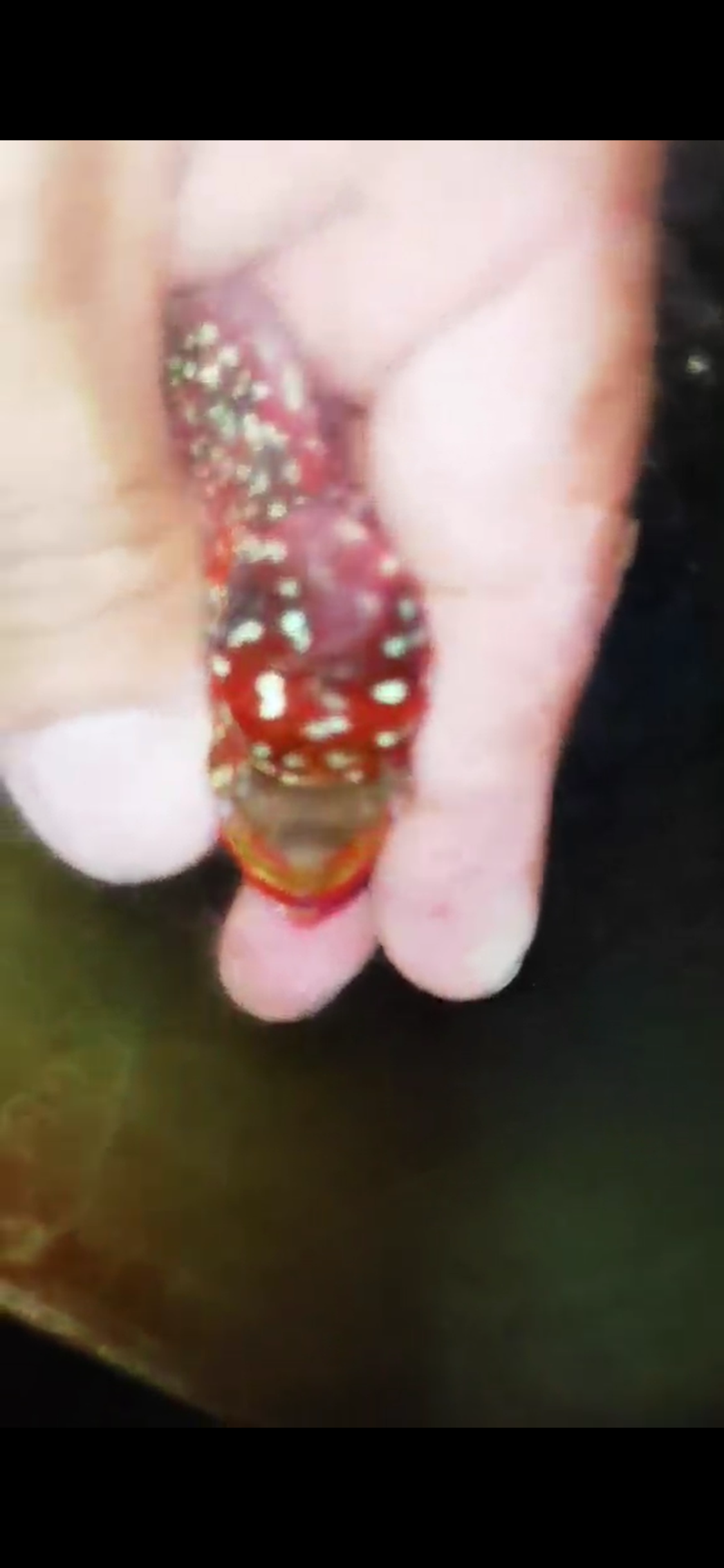 Super Red Dragon Flowerhorn ( Male ) #44