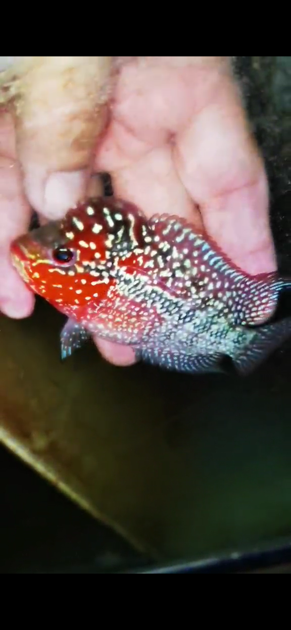 Super Red Dragon Flowerhorn ( Male ) #44