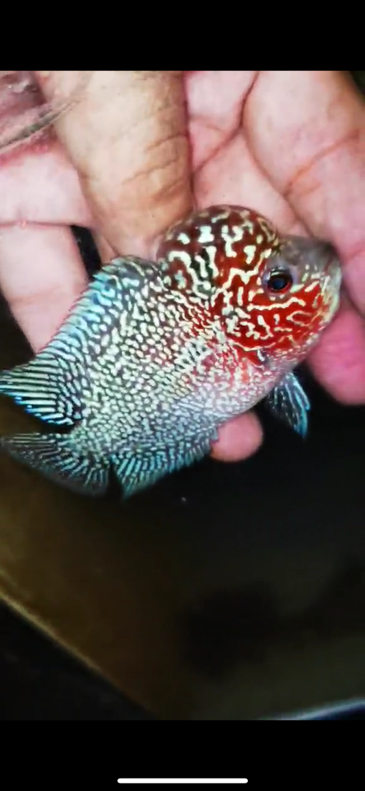 Super Red Dragon Flowerhorn ( Male ) #39