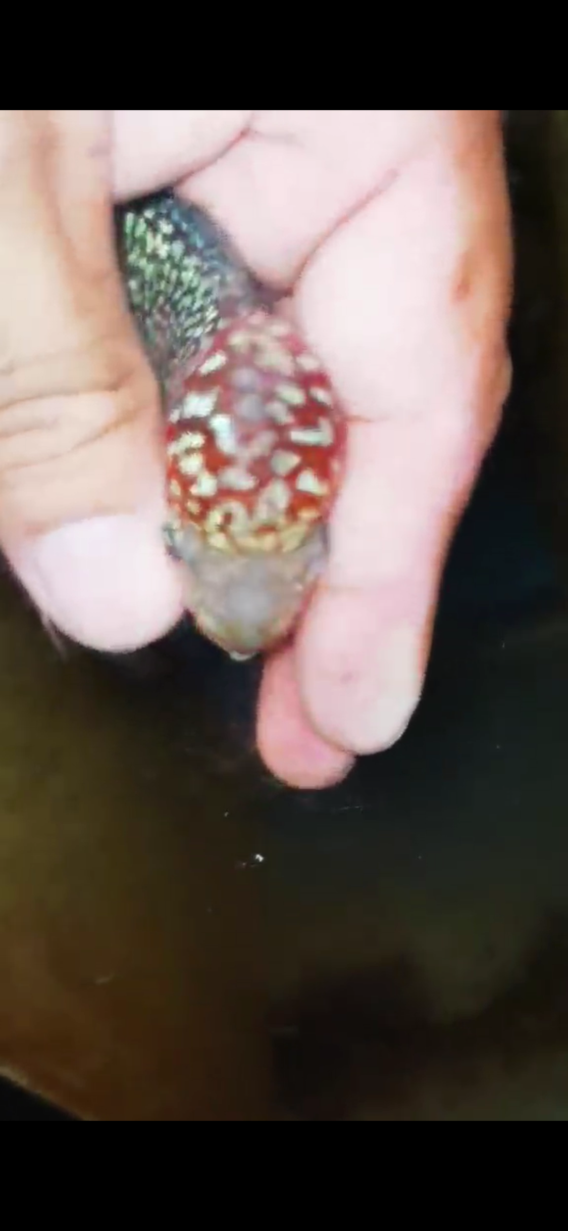 Super Red Dragon Flowerhorn ( Male ) #39