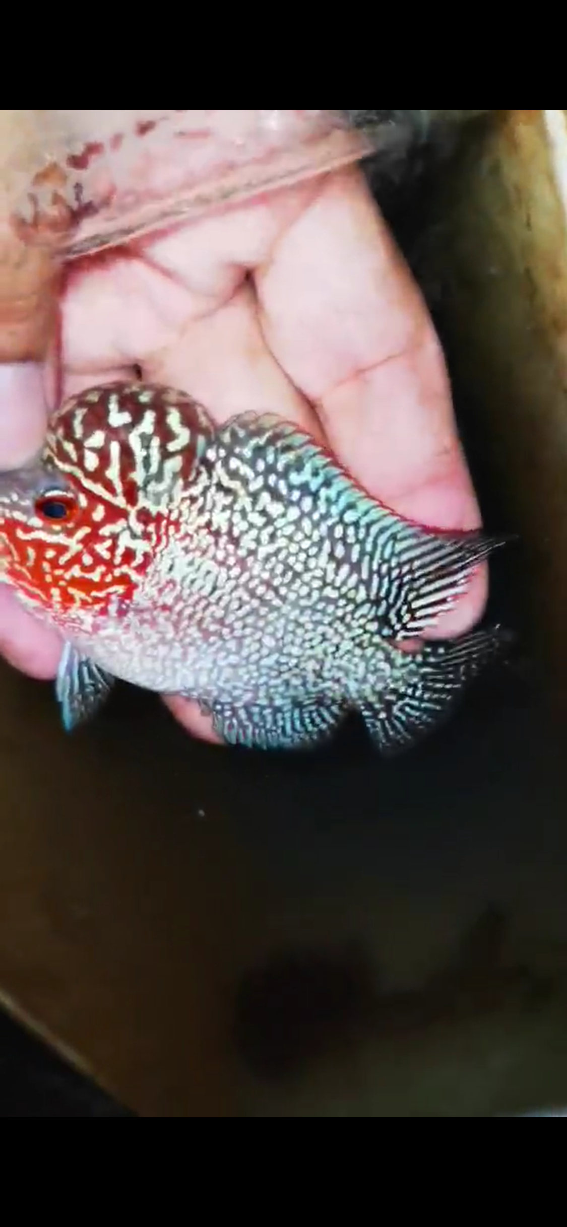 Super Red Dragon Flowerhorn ( Male ) #39
