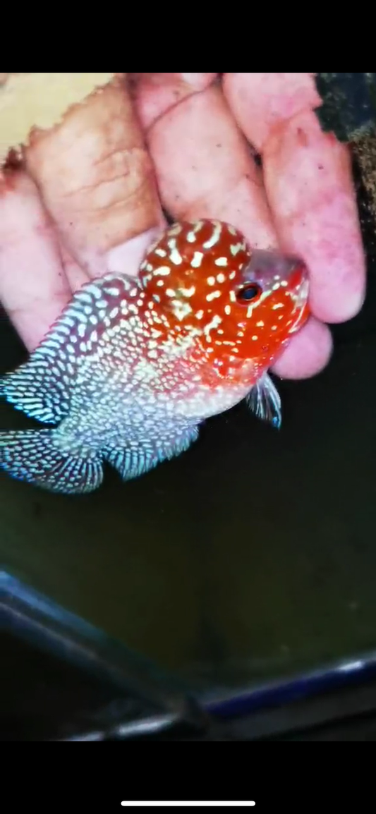Super Red Dragon Flowerhorn ( Male ) #37