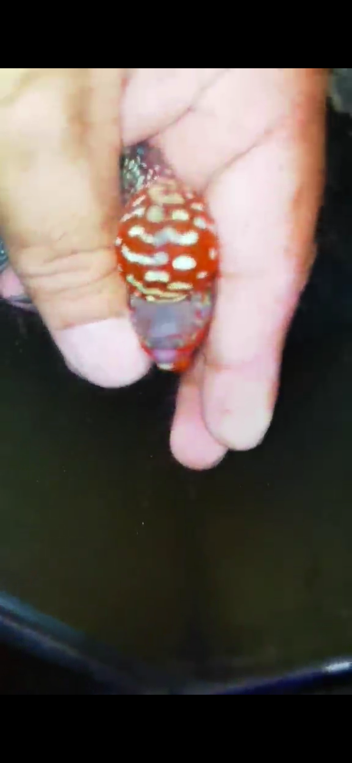 Super Red Dragon Flowerhorn ( Male ) #37