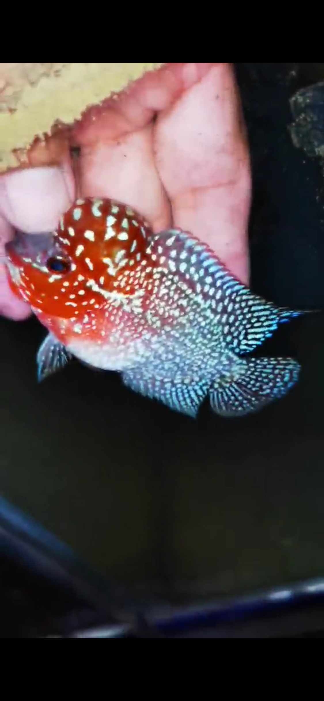 Super Red Dragon Flowerhorn ( Male ) #37