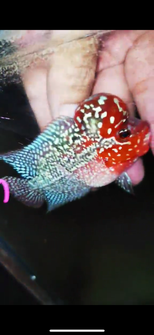 Super Red Dragon Flowerhorn ( Male ) #33