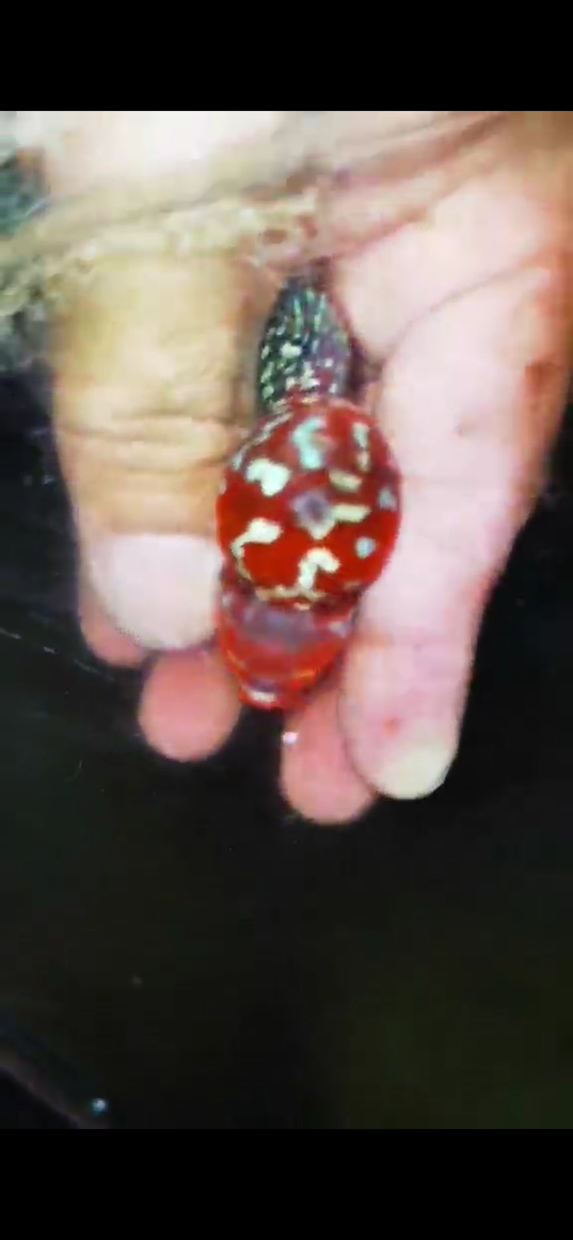 Super Red Dragon Flowerhorn ( Male ) #33