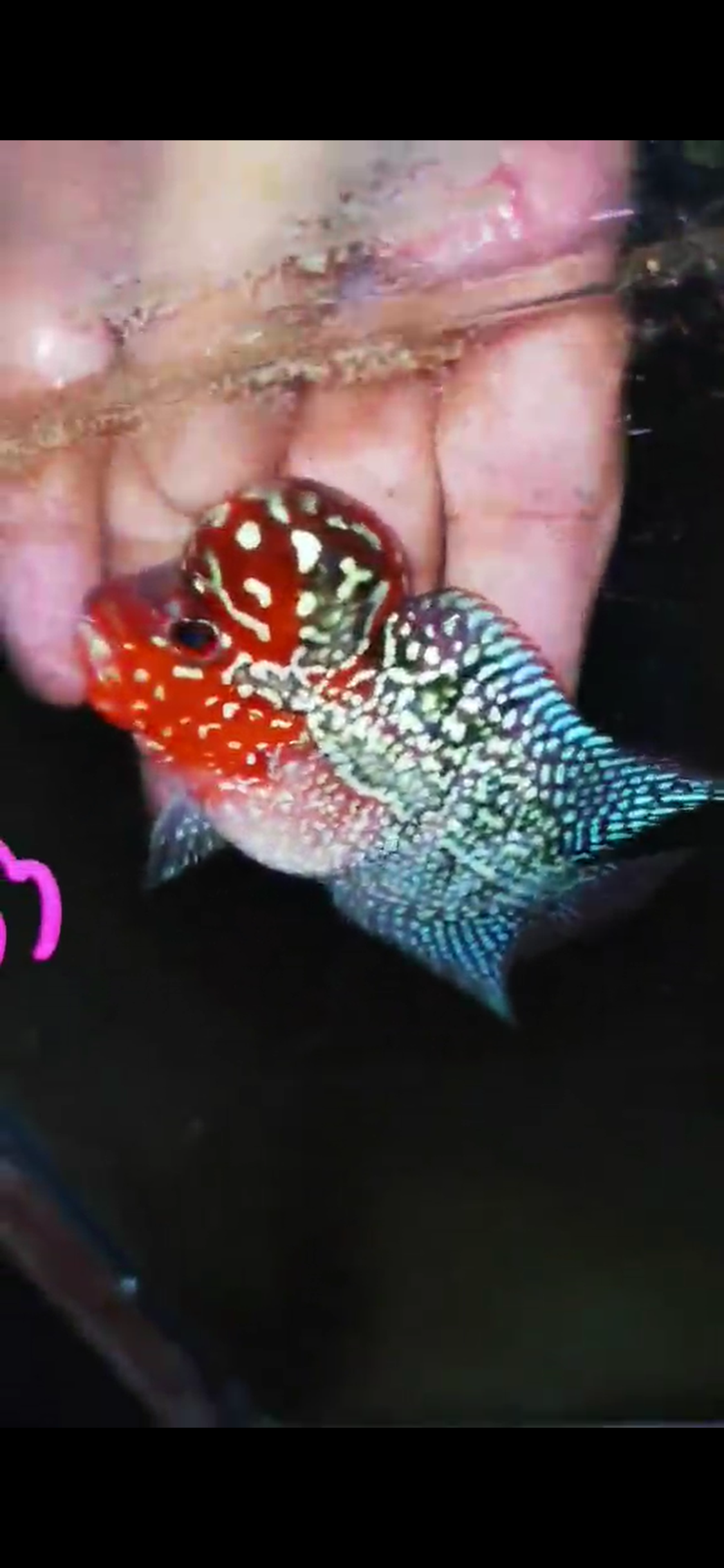 Super Red Dragon Flowerhorn ( Male ) #33