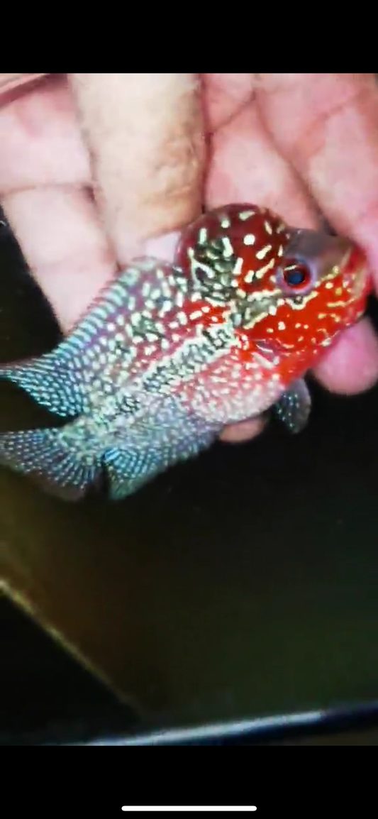 Super Red Dragon Flowerhorn ( Male ) #42
