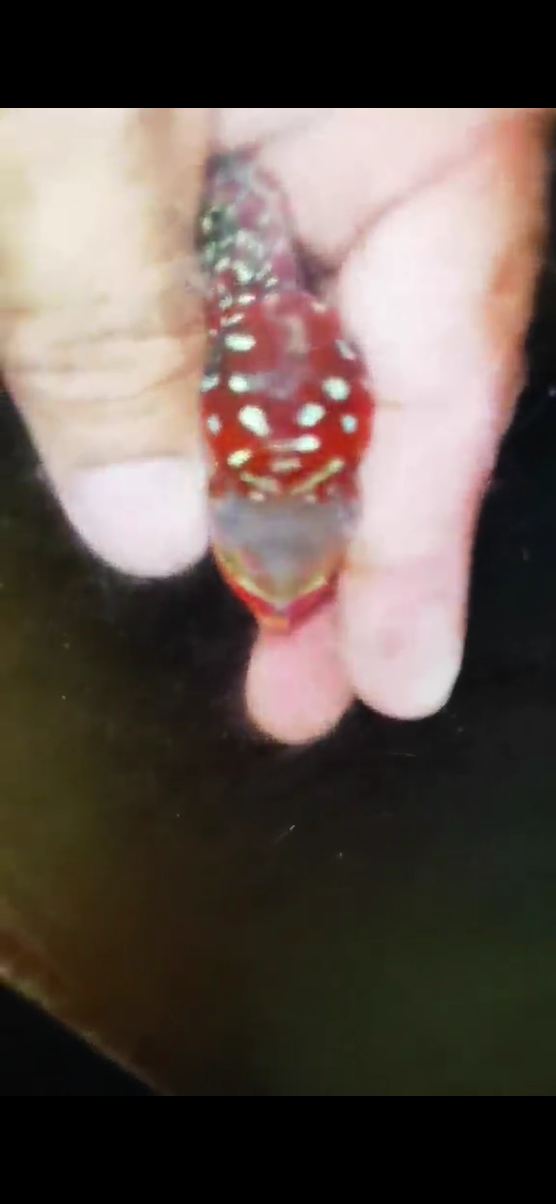 Super Red Dragon Flowerhorn ( Male ) #42