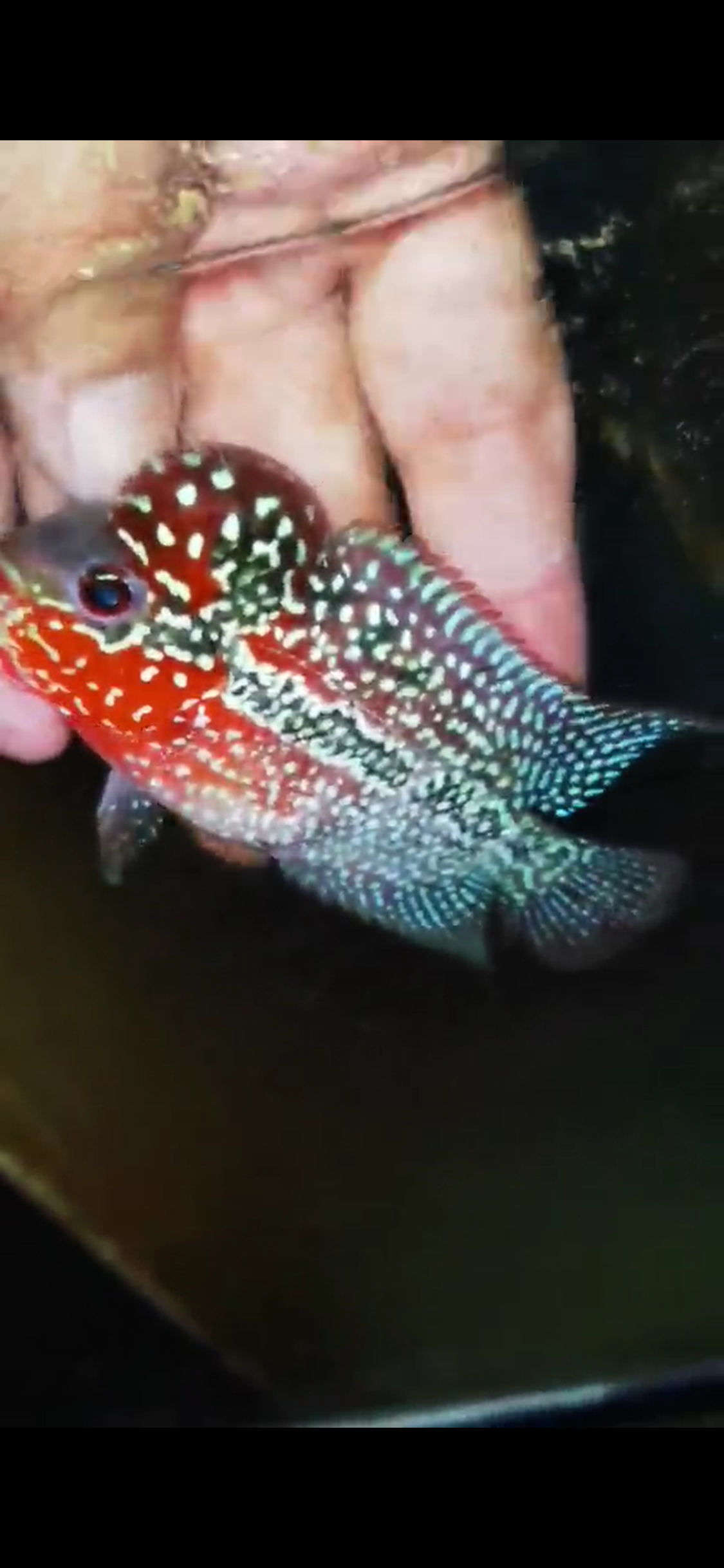 Super Red Dragon Flowerhorn ( Male ) #42