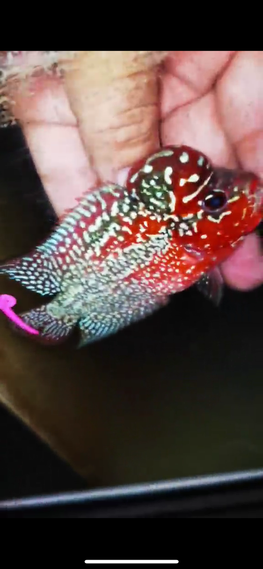 Super Red Dragon Flowerhorn ( Male ) #34