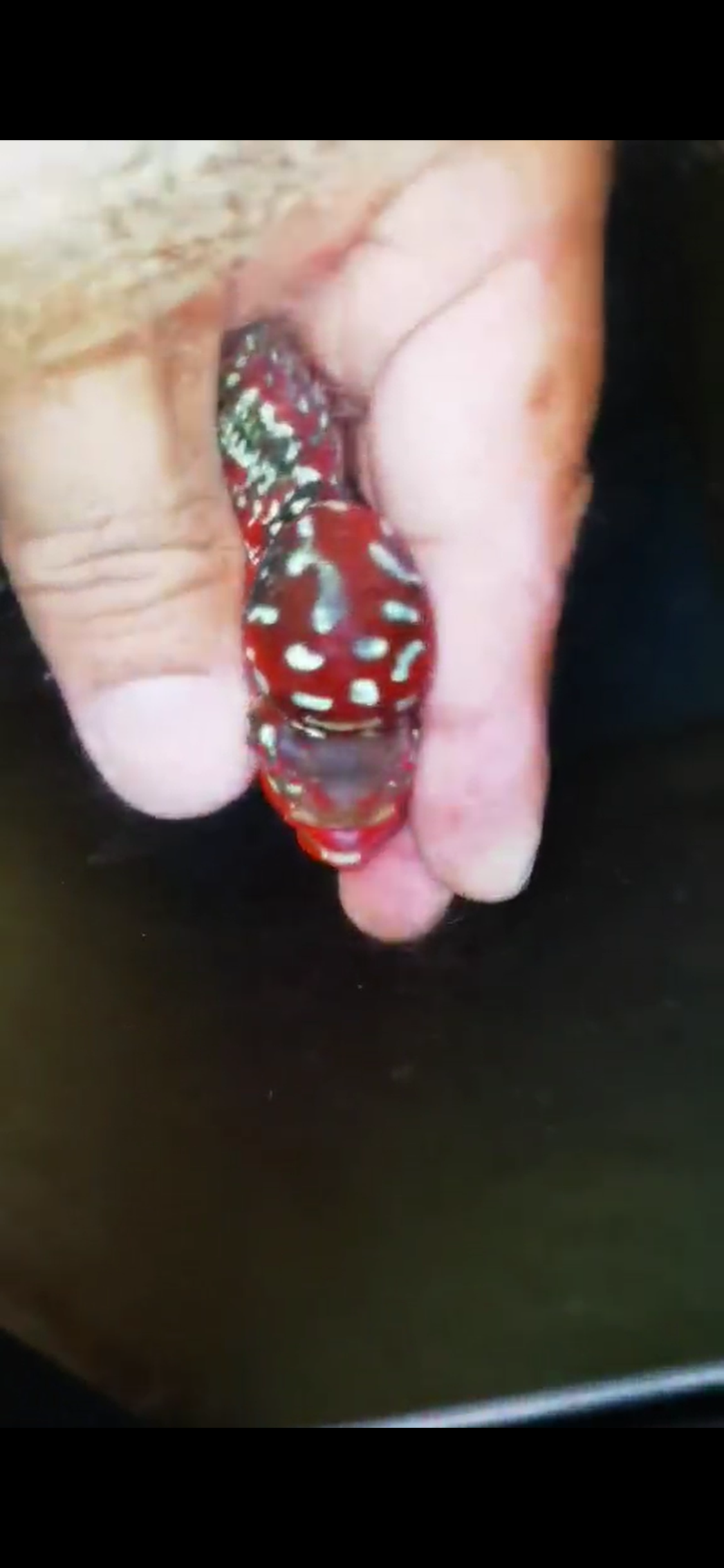 Super Red Dragon Flowerhorn ( Male ) #34