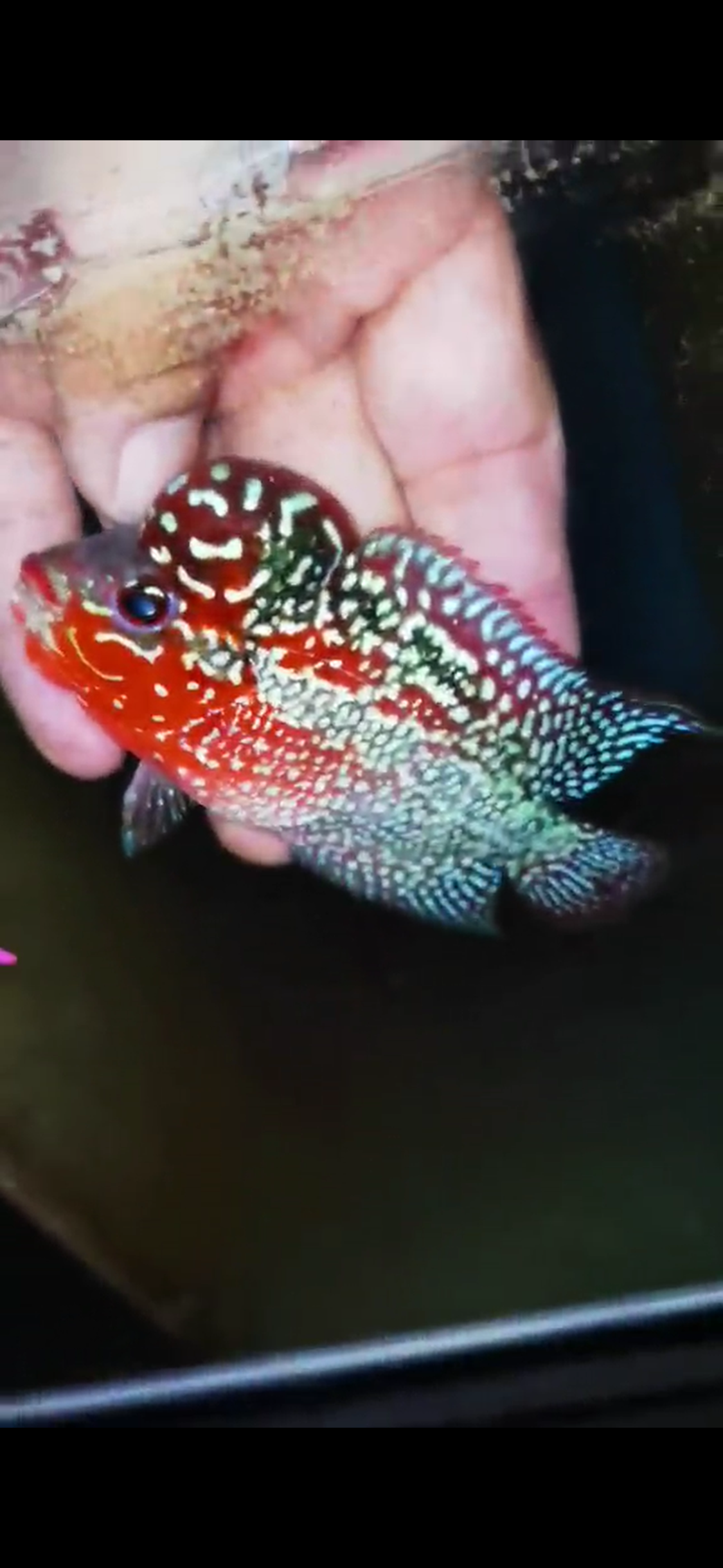 Super Red Dragon Flowerhorn ( Male ) #34