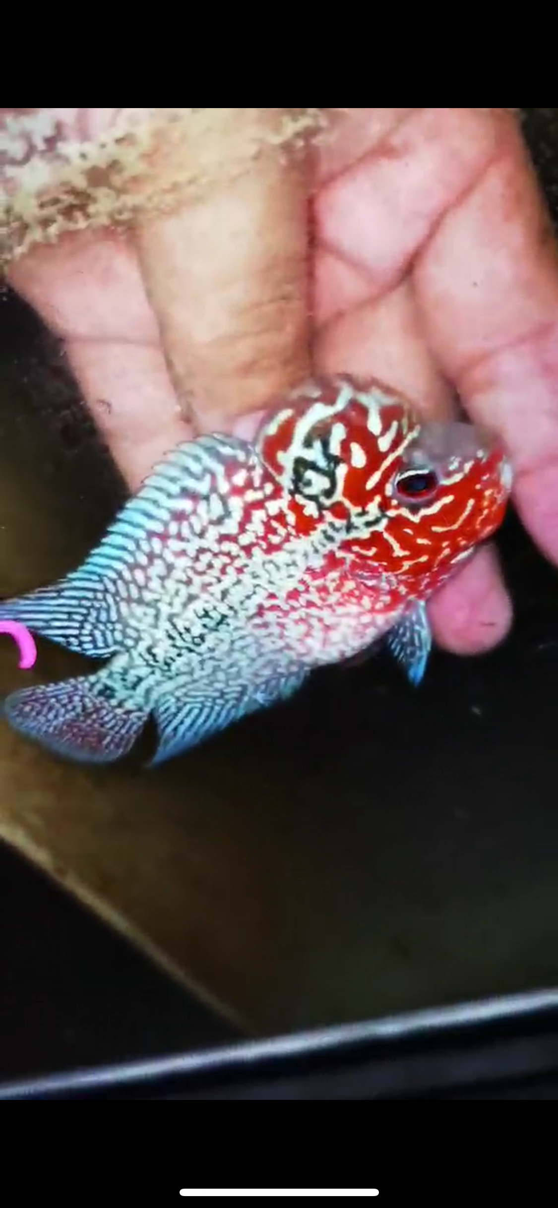 Super Red Dragon Flowerhorn ( Male ) #35