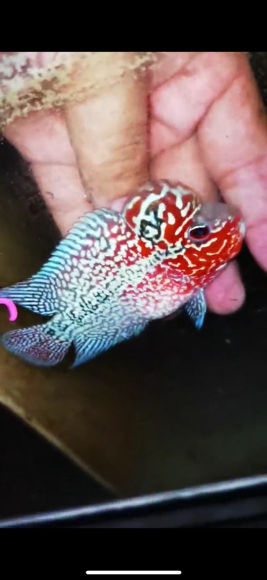 Super Red Dragon Flowerhorn ( Male ) #35