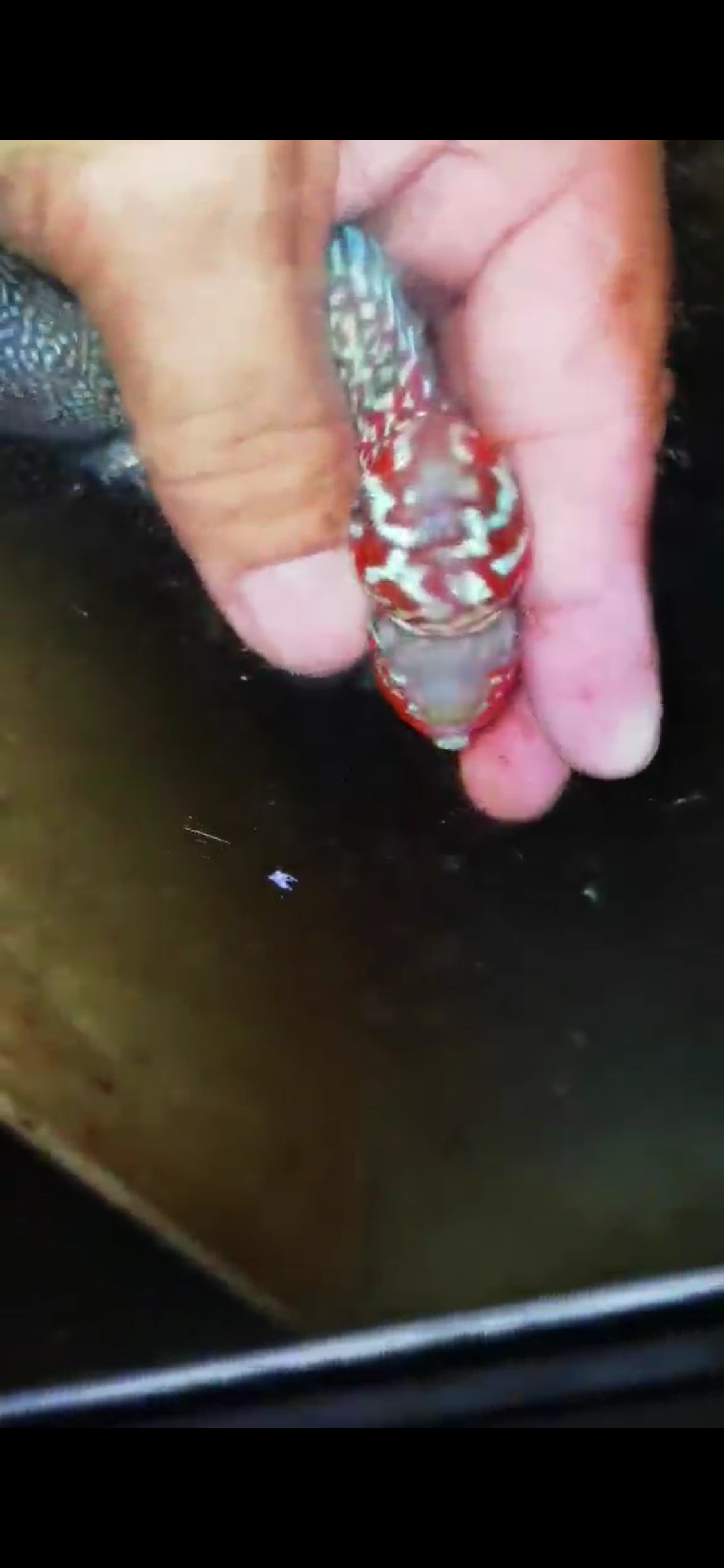 Super Red Dragon Flowerhorn ( Male ) #35