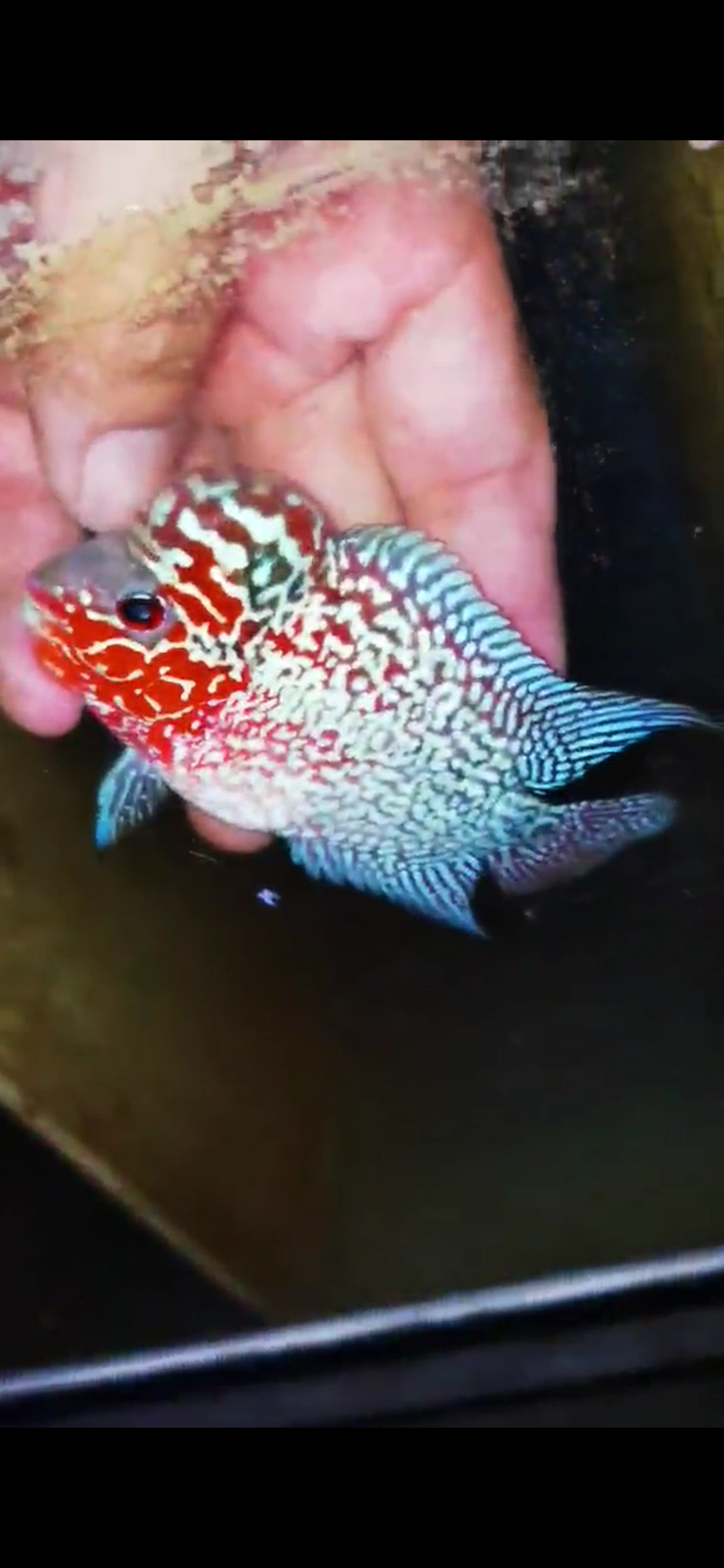 Super Red Dragon Flowerhorn ( Male ) #35