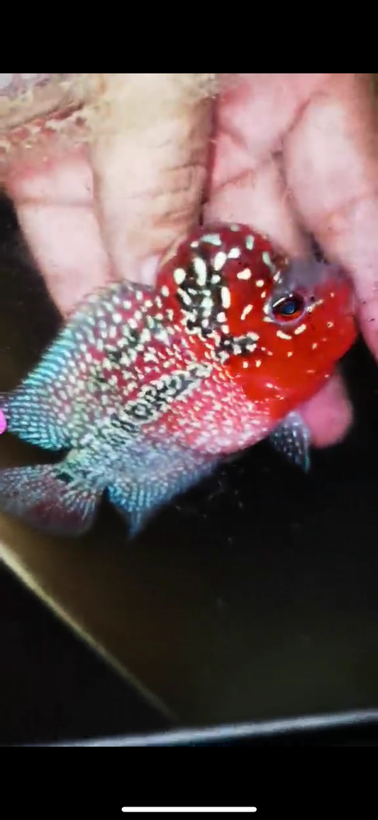 Super Red Dragon Flowerhorn ( Male ) #36