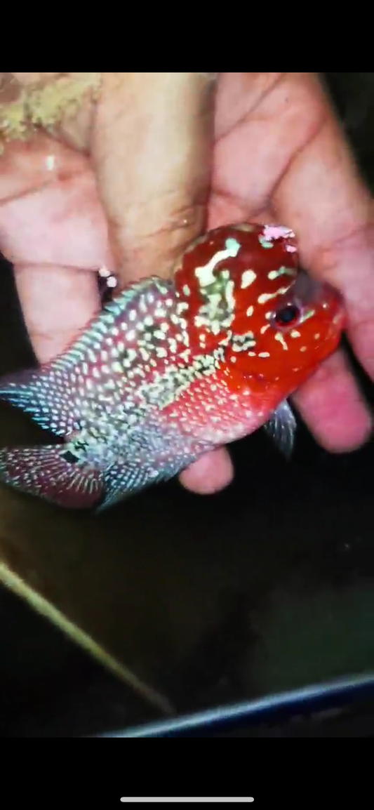 Super Red Dragon Flowerhorn ( Male ) #40