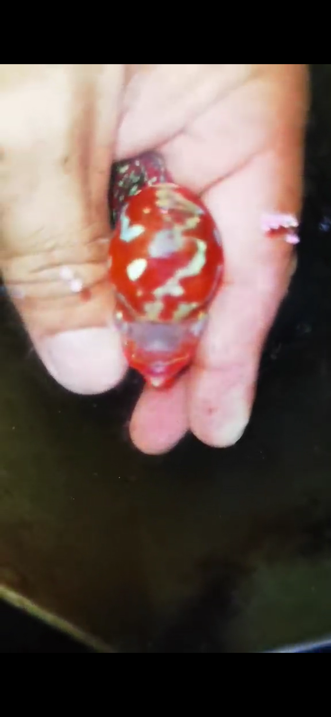 Super Red Dragon Flowerhorn ( Male ) #40