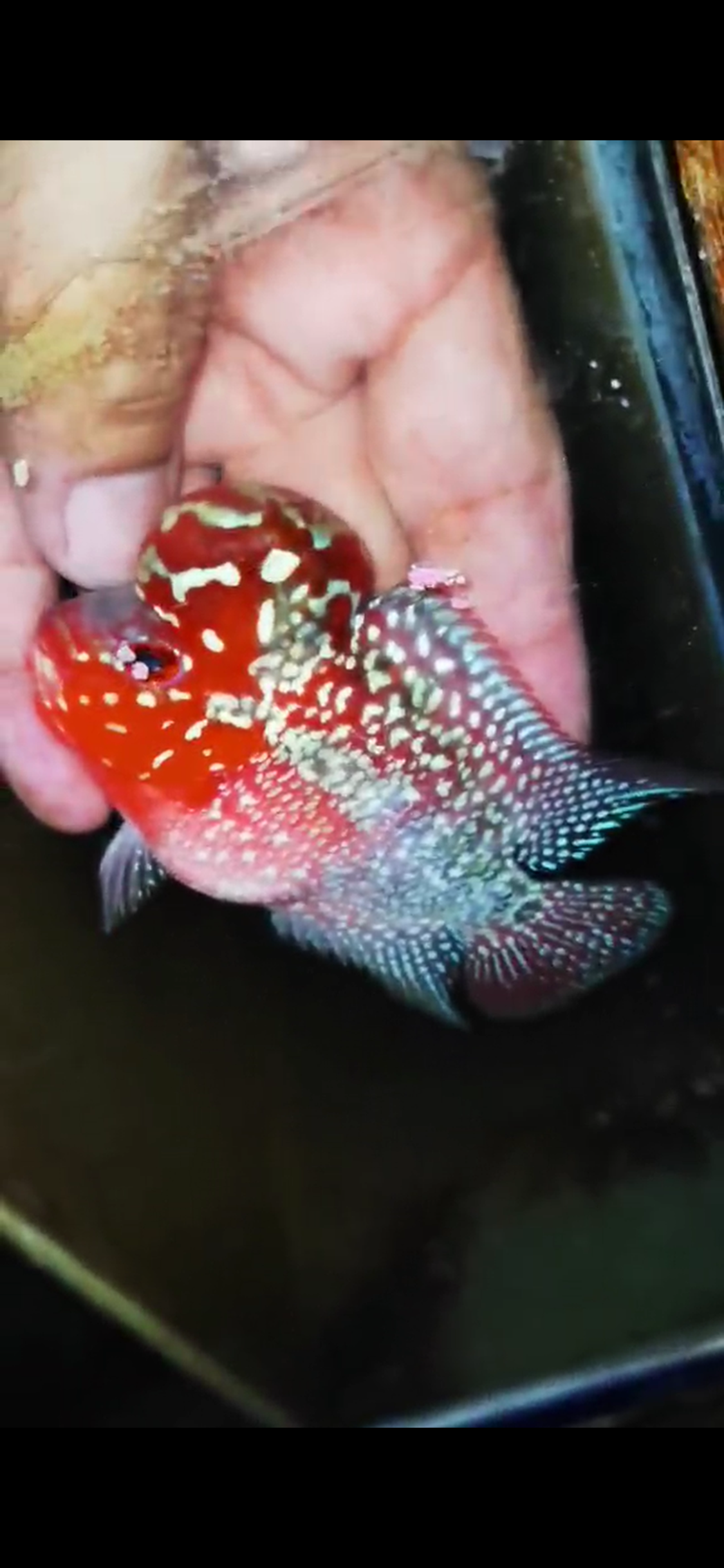 Super Red Dragon Flowerhorn ( Male ) #40