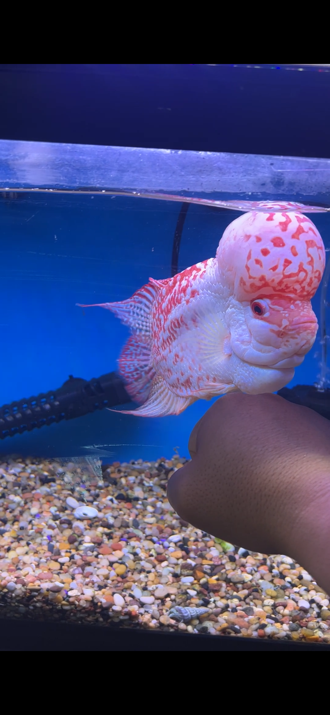 GOlden Base Kamfa Flowerhorn 7-8"