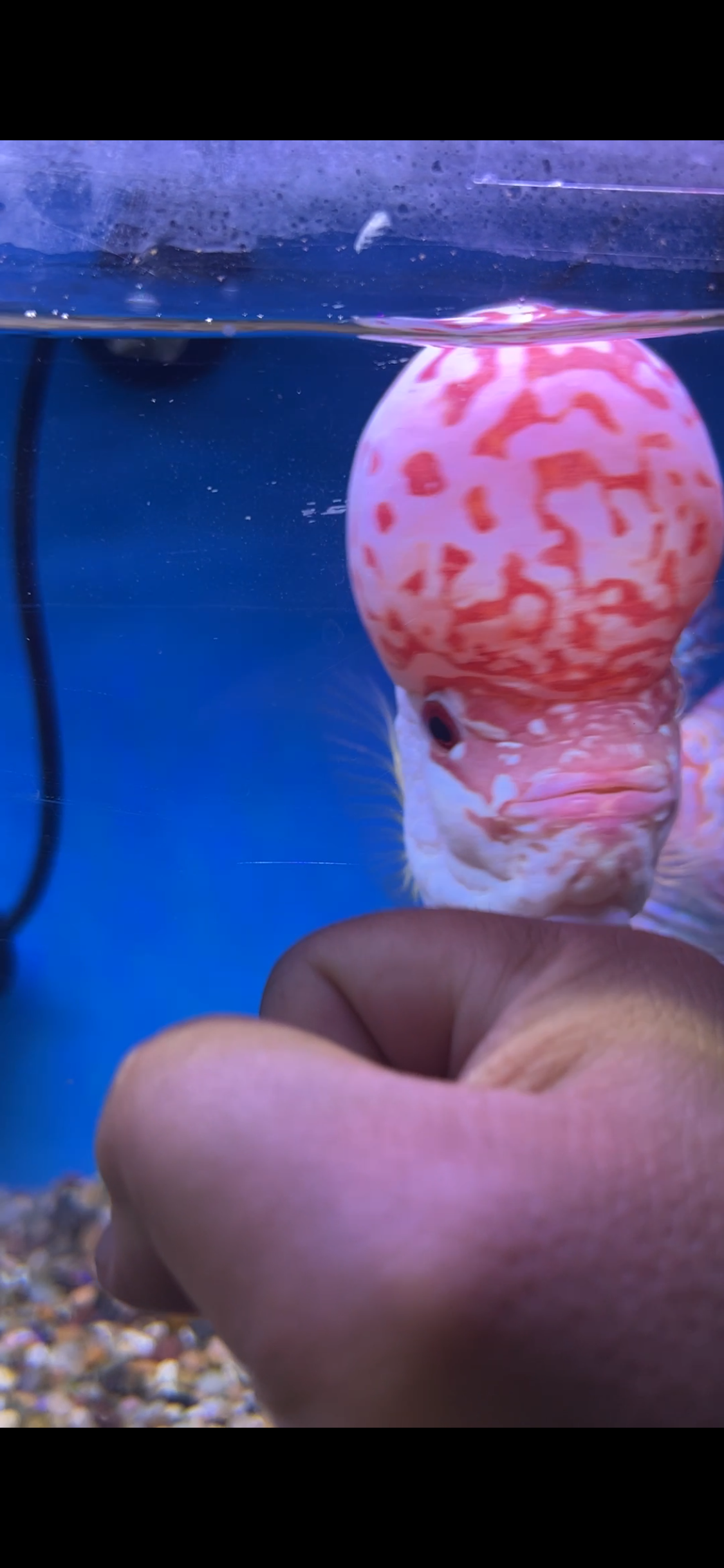 GOlden Base Kamfa Flowerhorn 7-8"